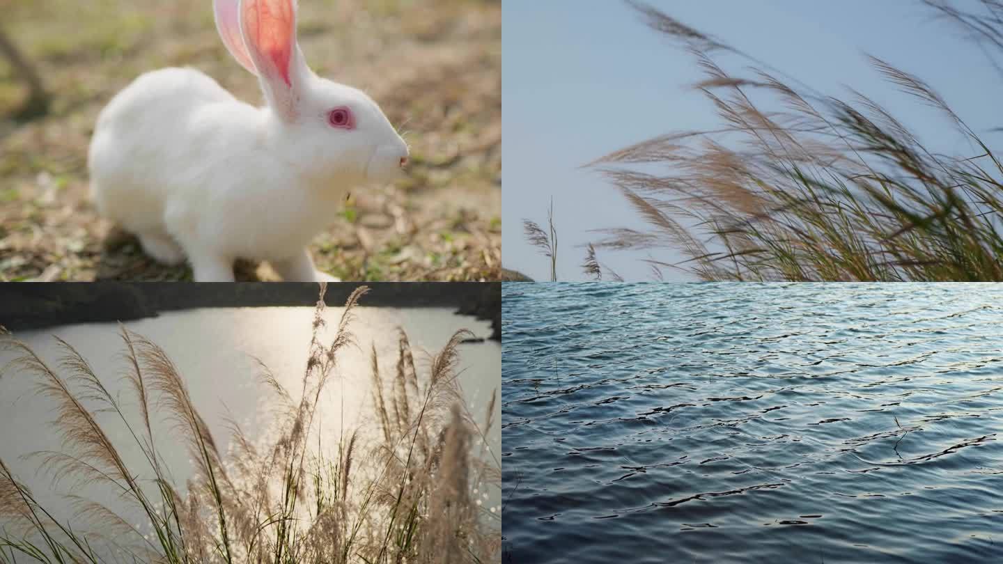 唯美自然动物白兔子草地吃萝卜狗尾巴草水纹