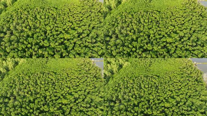 航拍福建漳州九龙江生态系统红树林种植