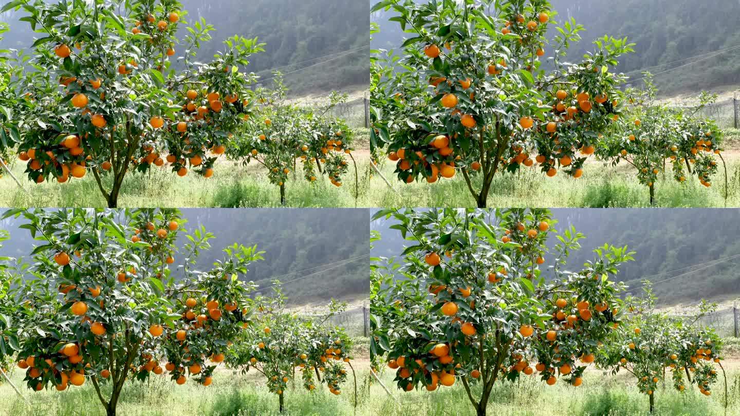 橘子树桔子树