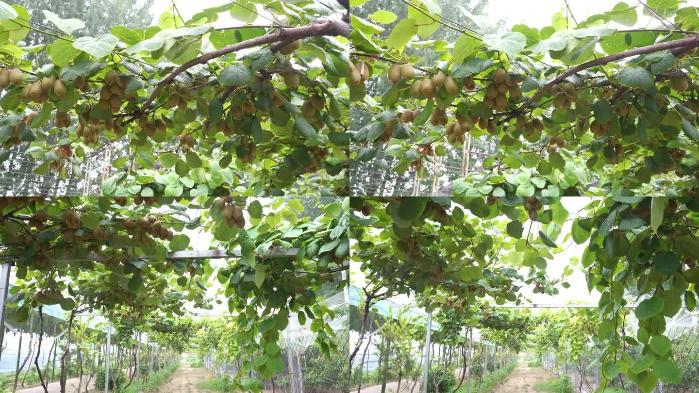 猕猴桃种植基地