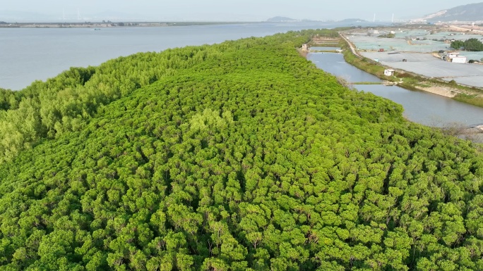 航拍福建漳州九龙江生态系统红树林湿地