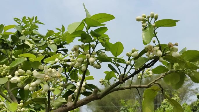 柚子花开 阳光下的嫩绿叶 柚树嫩叶