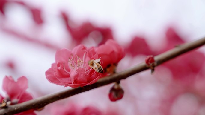 【4K】桃花盛开花开绚烂