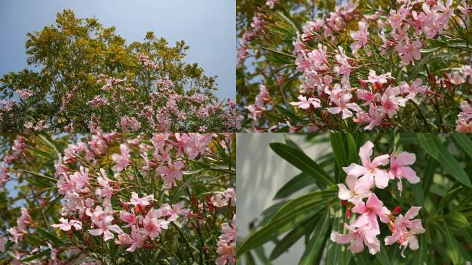 春来夹竹桃花开