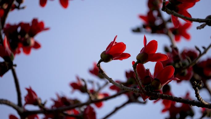 木棉花开