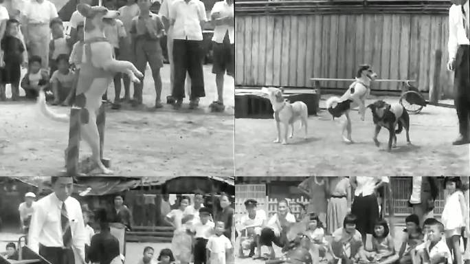 1951年日本 宠物狗训练