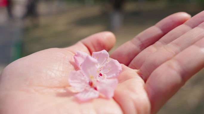 杏花 春暖花开