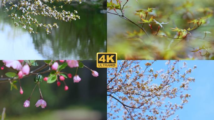 春天花草绿色植物春景桃花玉兰花海棠花