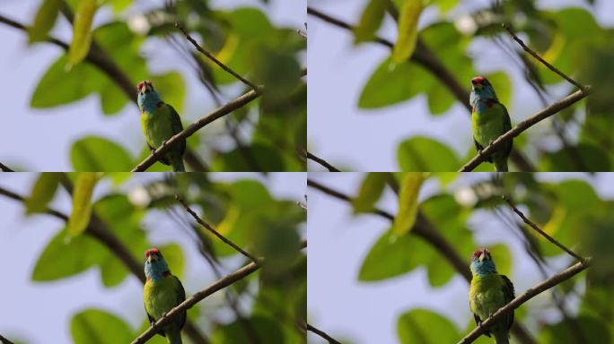 色彩艳丽的蓝喉拟啄木鸟