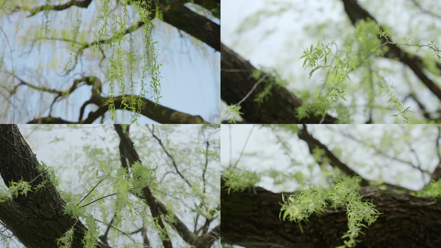 【实拍合集】春天柳树 多镜头