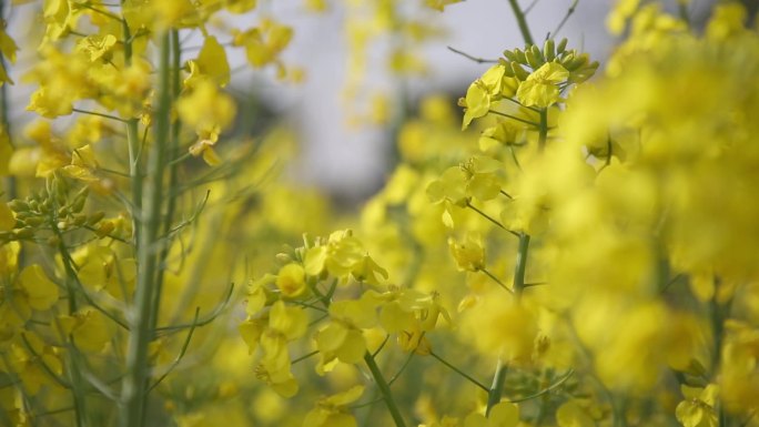 油菜花