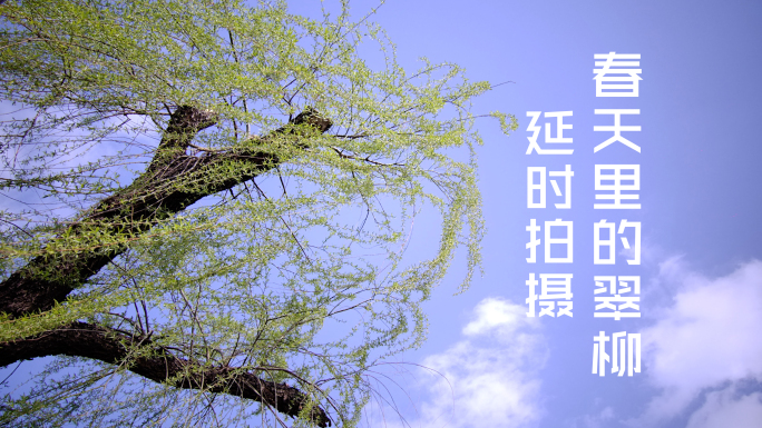 翠柳春分后的翠柳 垂柳嫩芽