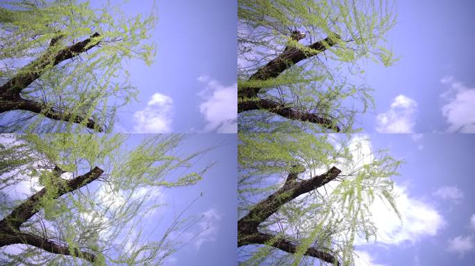 翠柳春分后的翠柳 垂柳嫩芽