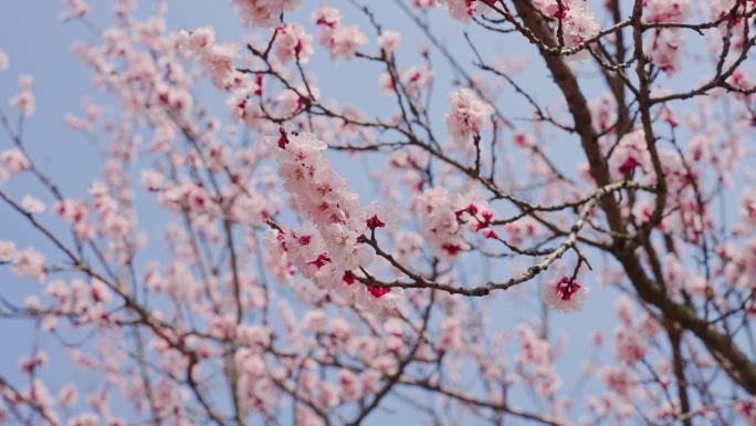 （简介有合集）杏花  春暖花开