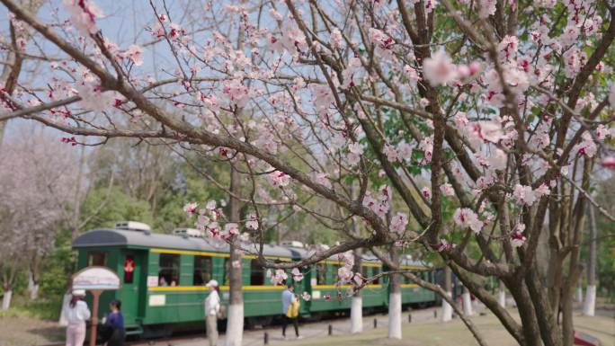 杏花  绿皮火车 白塔岭公园