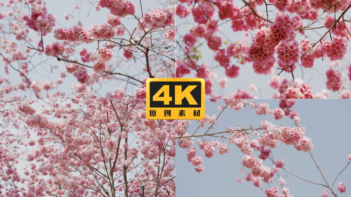 4K-樱花盛开，樱花怒放，春天樱花