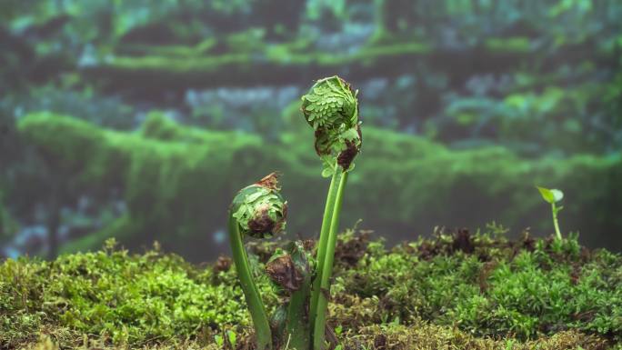 植物生长延时原始生态野生植物发芽成长