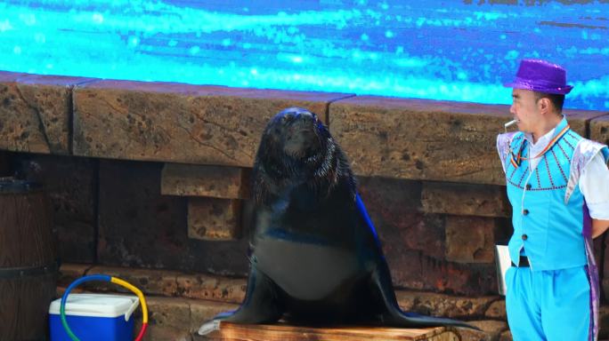 海洋馆海豚表演动物表演