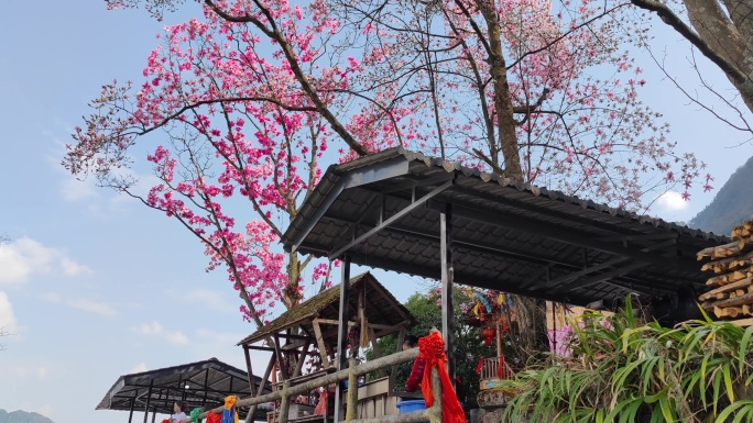 四川绵阳北川九皇山花溪景辛夷花