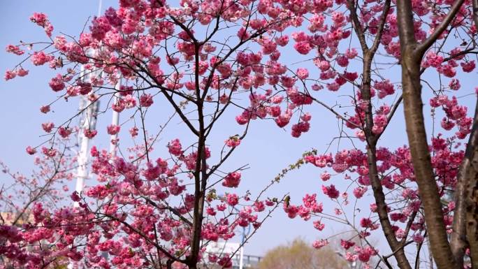 粉色樱花 昆明街景