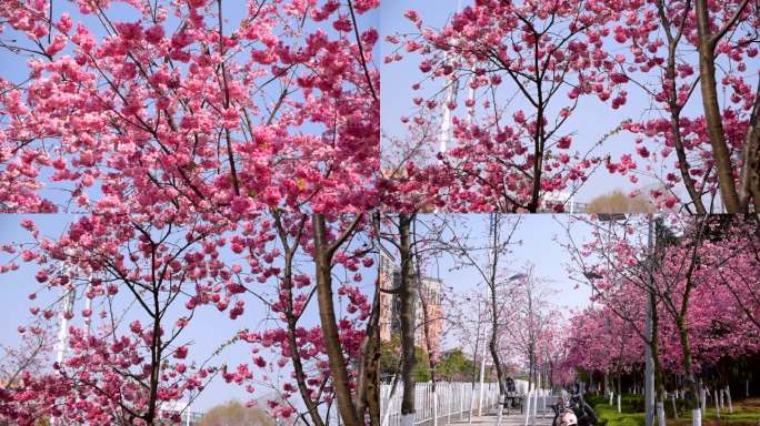 粉色樱花 昆明街景