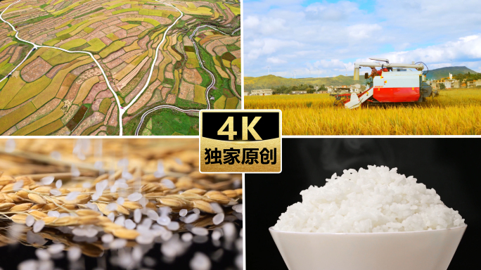 水稻 丰收 收割机 大米