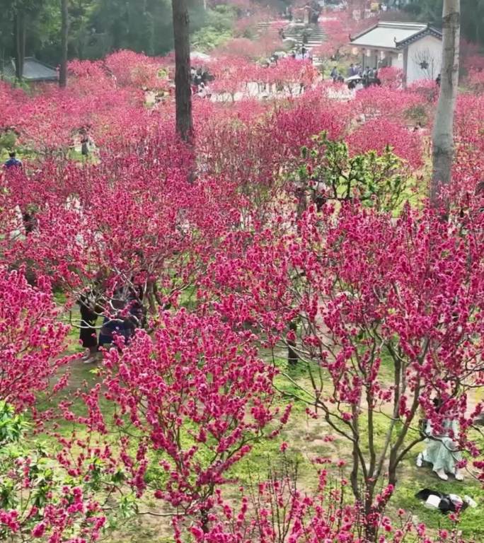 高清竖屏航拍青秀山桃花