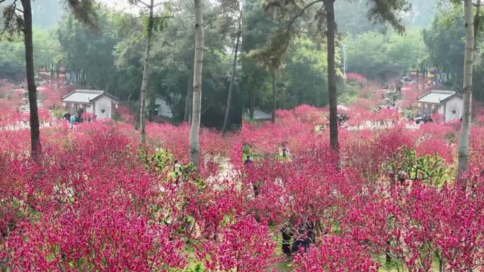 高清竖屏航拍青秀山桃花