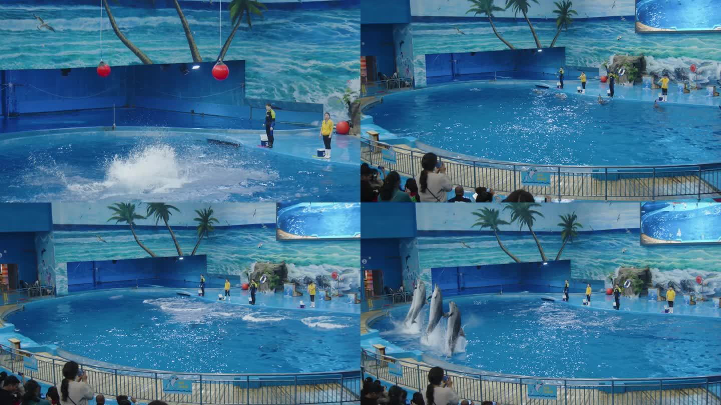 海豚表演跳跃水花海洋馆