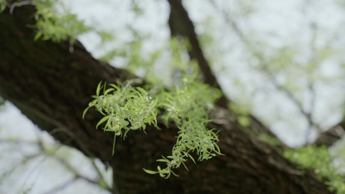 柳树 嫩柳 柳条 春天