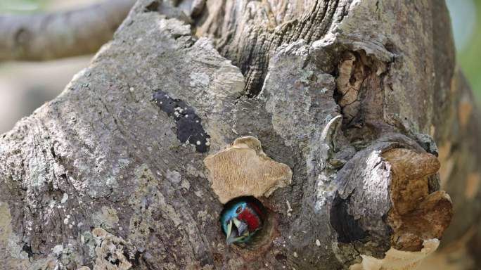 在腐木中做洞的拟啄木鸟
