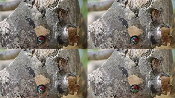 在腐木中做洞的拟啄木鸟