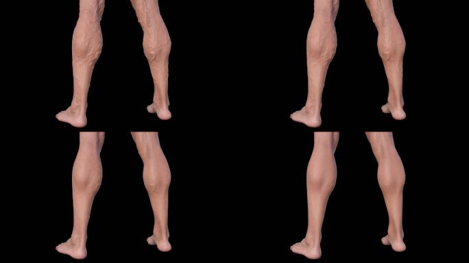 背面小腿静脉曲张恢复3D动画医学带通道