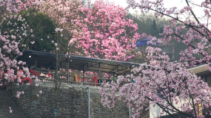 四川绵阳北川九皇山花溪景辛夷花