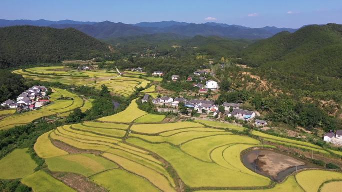 航拍秋天丰收山谷金色稻田