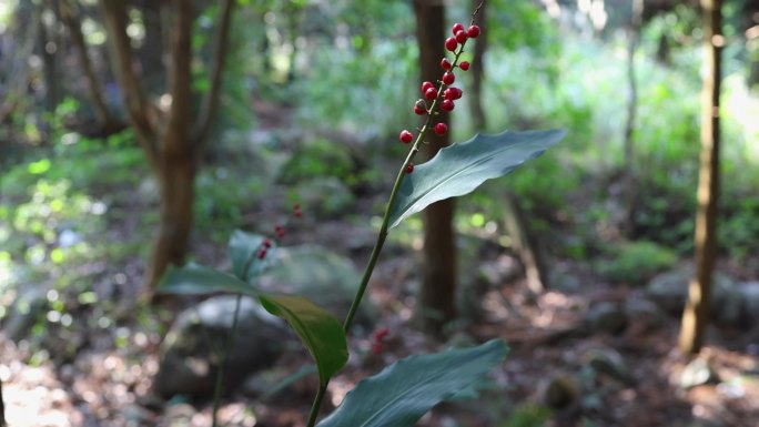 山野果山姜