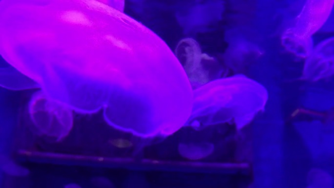 水母群水族馆 彩色跳舞的水母海底世界