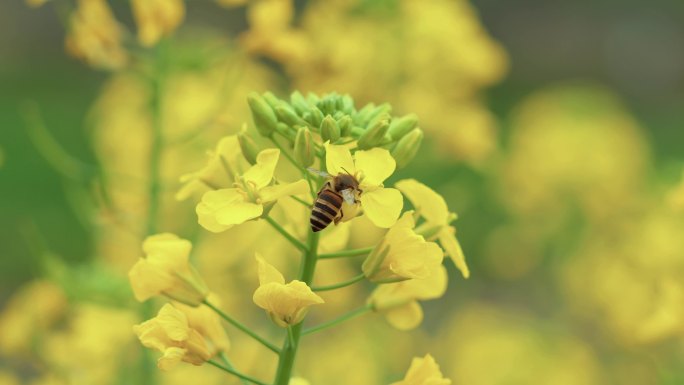 4k蜜蜂采蜜油菜花春天花开菜花