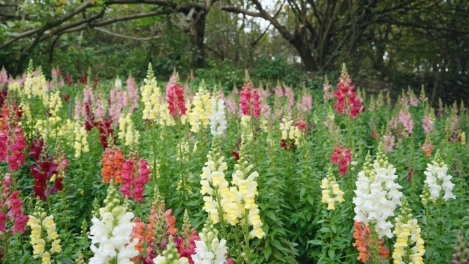 花朵野花金鱼草花蜜蜂采蜜