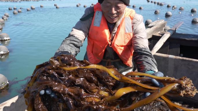 海带牡蛎收获升格