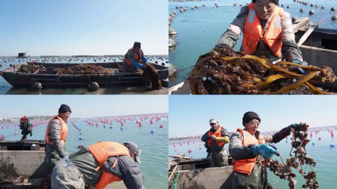 海带牡蛎收获升格
