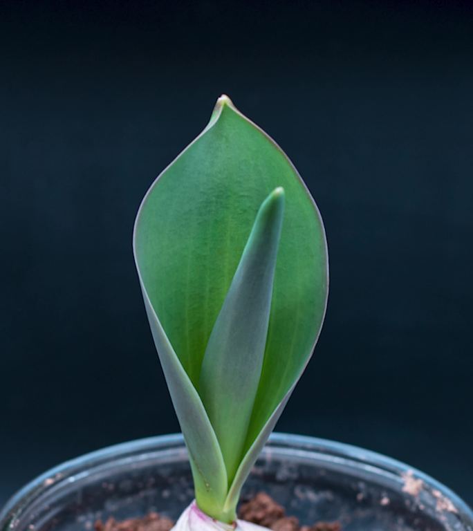 4K郁金香植物生长发芽延时绿植