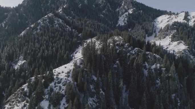 航拍乌鲁木齐冬季南山松树