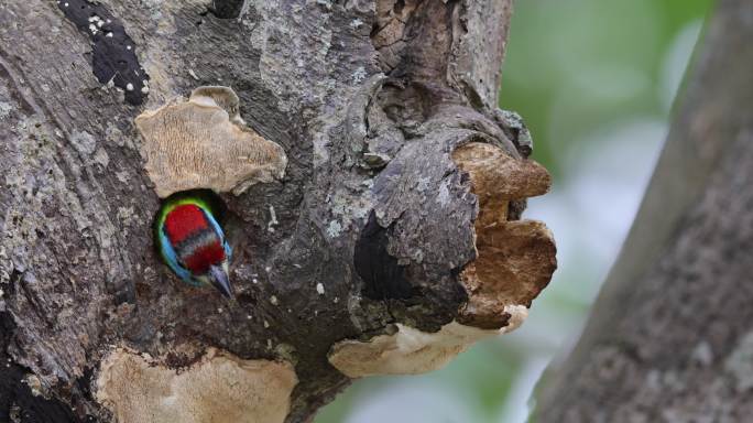 色彩漂亮的拟啄木鸟飞离洞口