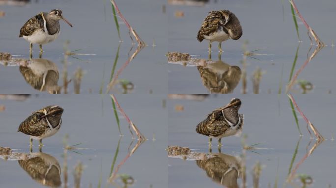 彩鹬在湿地里的特写镜头