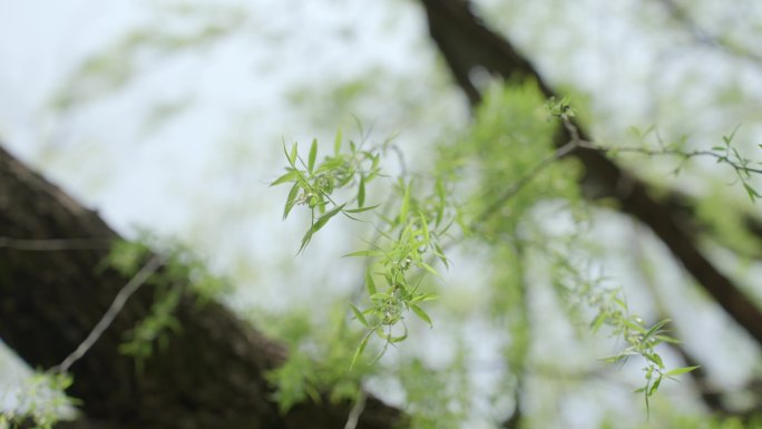 柳树 嫩柳 柳条 春天