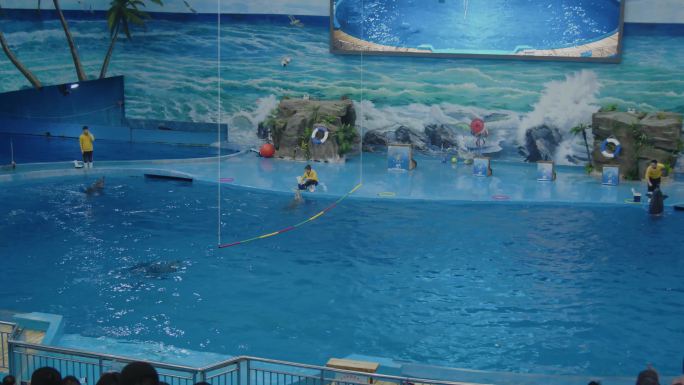 海豚表演跳跃海洋馆