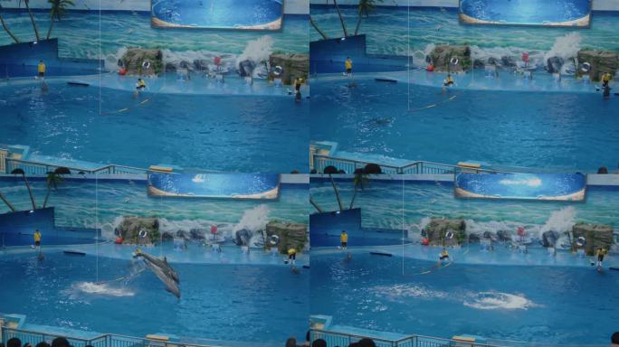 海豚表演跳跃海洋馆