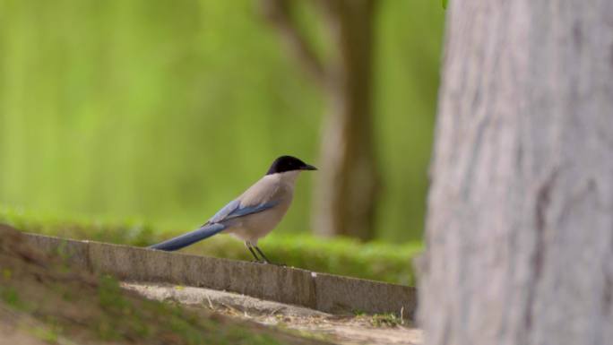 西安浐灞湿地公园灰喜鹊啄食高清视频