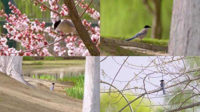 西安浐灞湿地公园灰喜鹊啄食高清视频